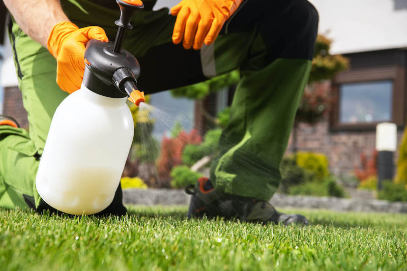 Applying yard deodorizer spray