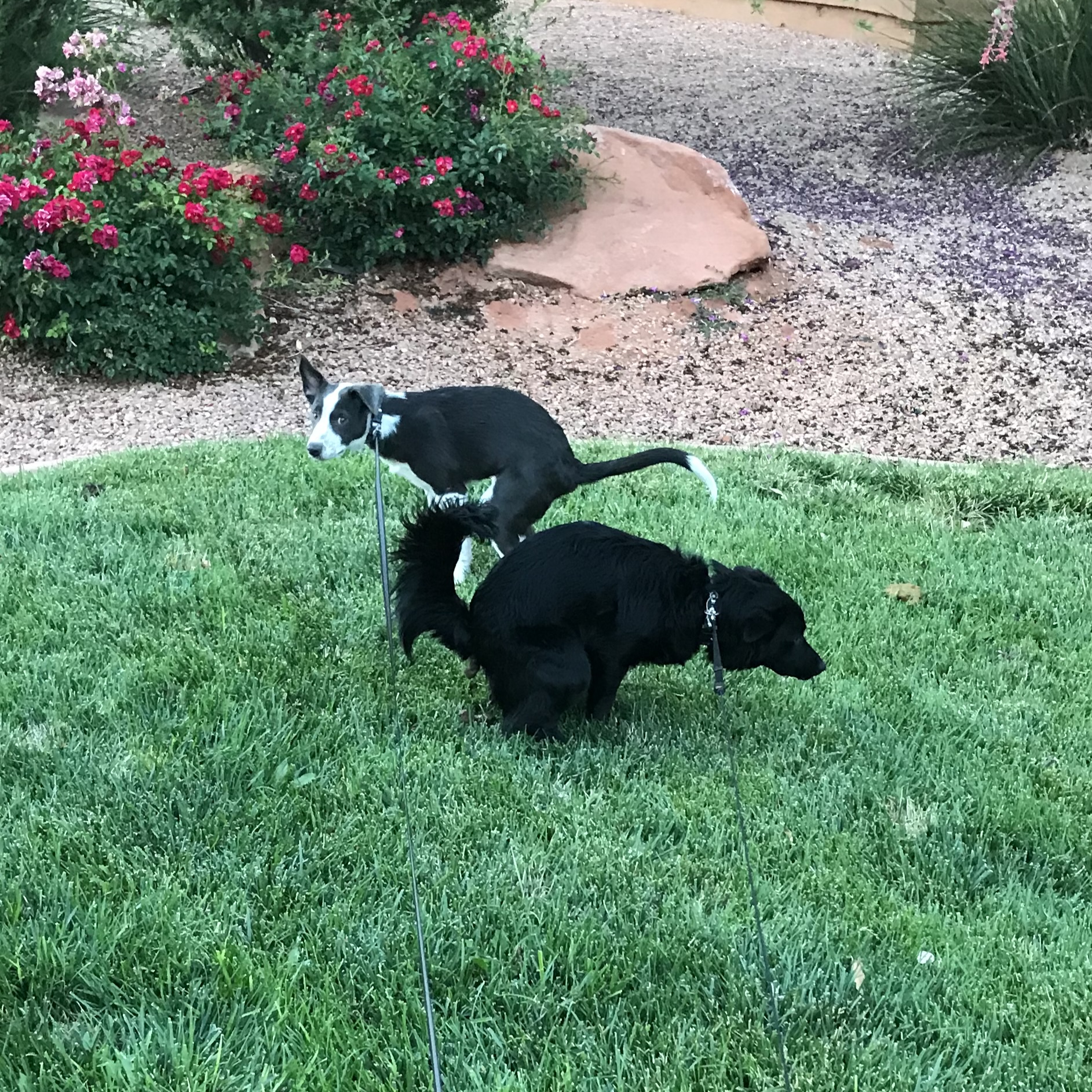 Two dogs doing their business in a backyard