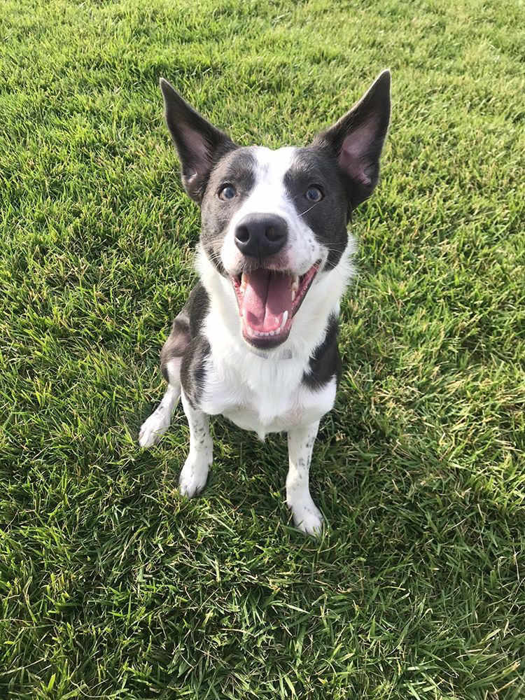A happy dog sitting in a clean green backyard